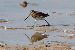 eine Bekassine, ein Vogel, spaziert am Seeufer des Neusiedler Sees