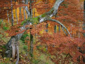Herbstlich gefärbter Buchenwald, in der Wildniszone des Nationalpark Kalkalpen werden die Wälder nicht mehr bewirtschaftet 
© Erich Mayrhofer
