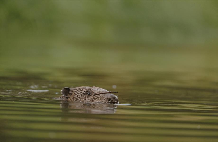 A beaver is swimming in the water