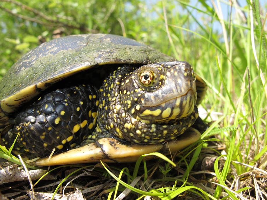 Close-up view of a European Pond turtle which is sitting in the gras