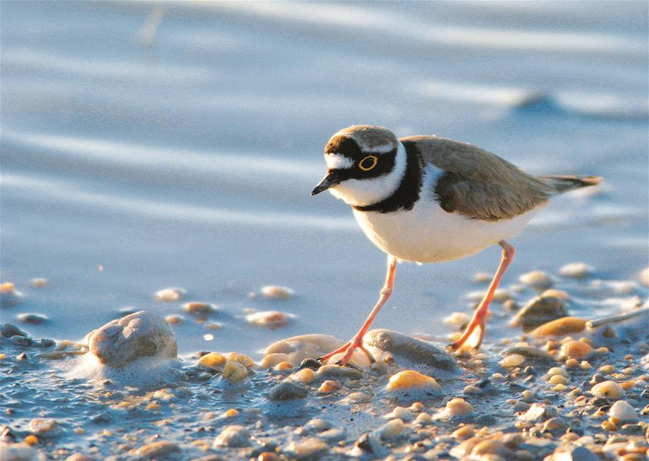 Close-up view of a little ringed plover which is running on a gravel beach