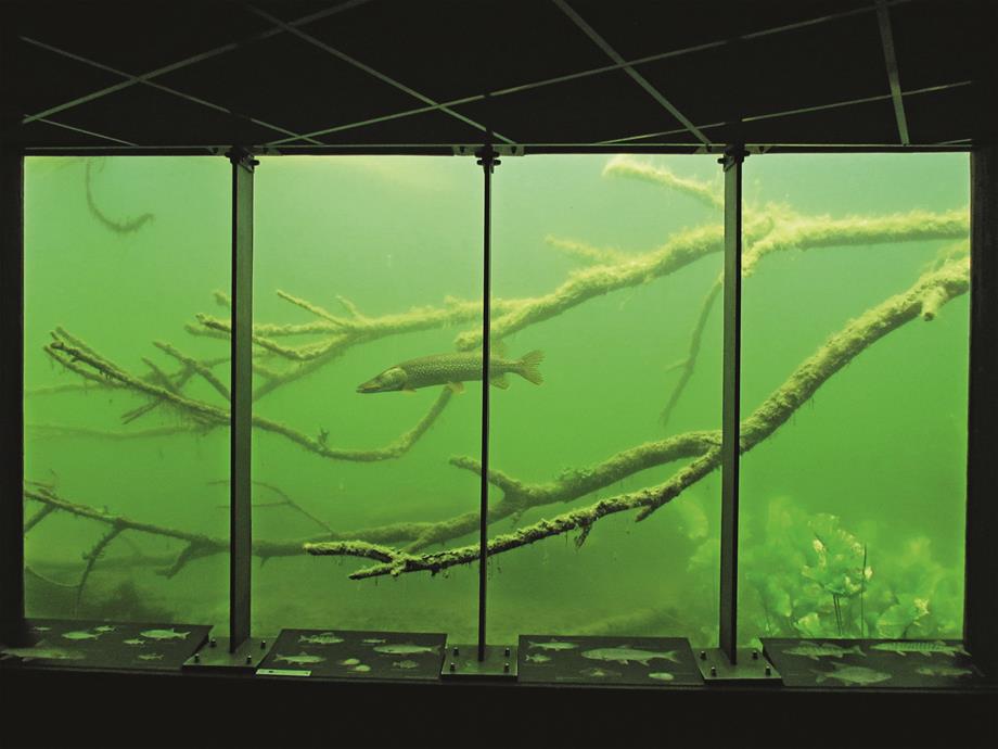 A big fish tank with a pike inside