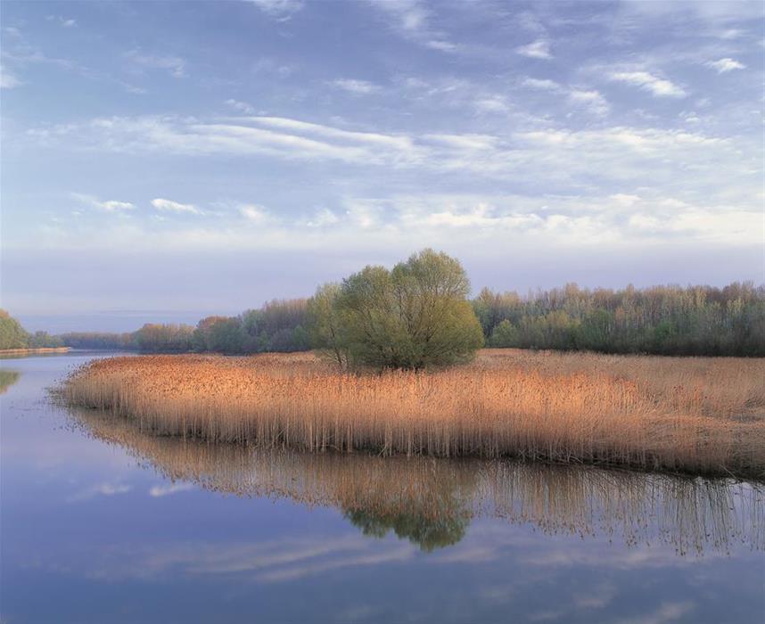 A back water with reed in the water and trees on the shore