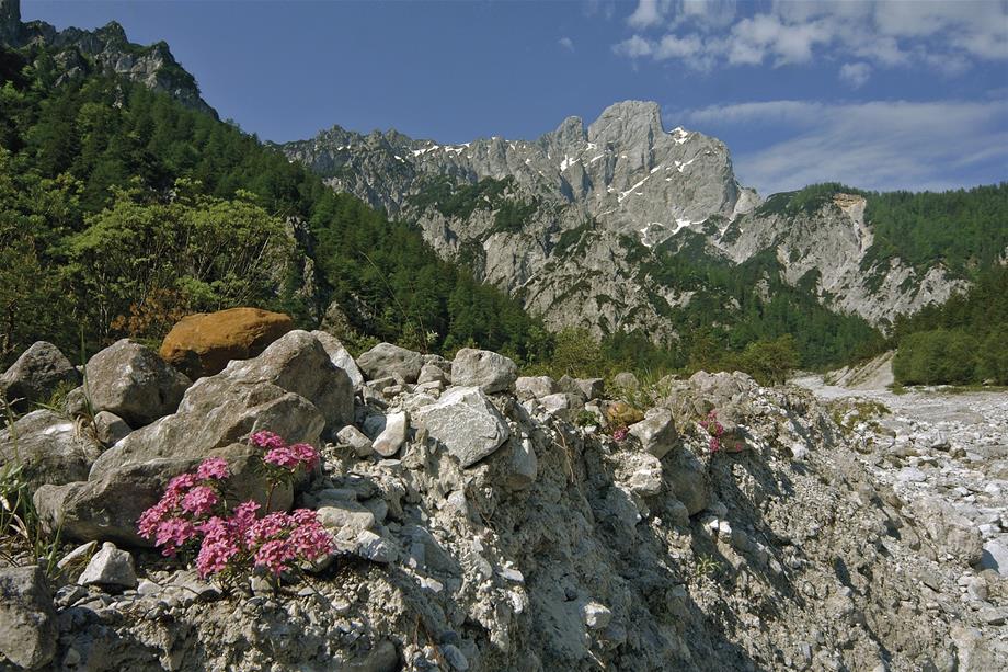 Rocky landscape with forest and mountains in the background