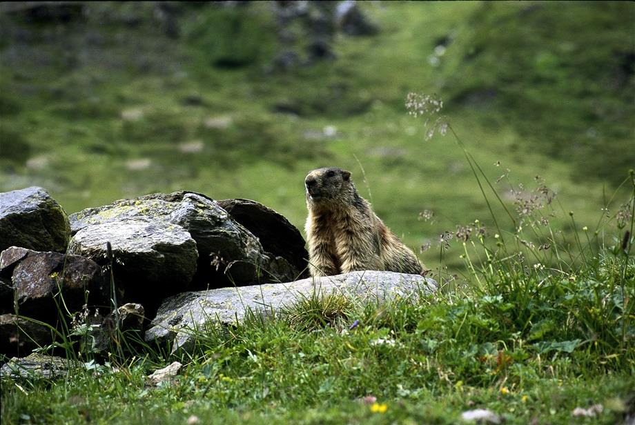 A groundhog which is sitting on a rock in a meadow