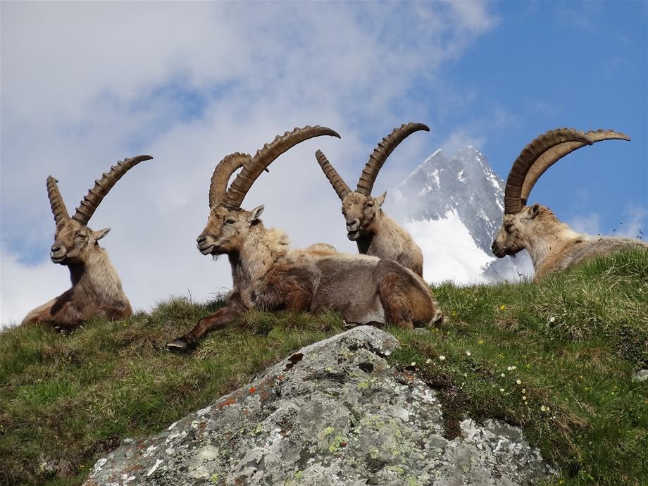 four capricorns are lying on a Meadow on a mountain with clouds and a mountain Peak in the Background.