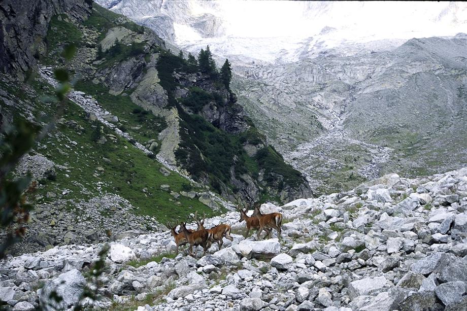 Five deers are travelling in a rocky landscape