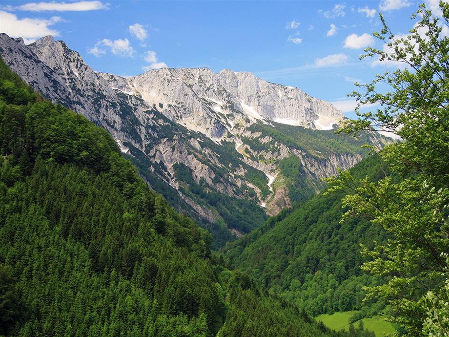 Forested valley with mountains in the background