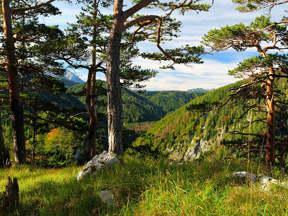 Forest landscape with some pines in the front