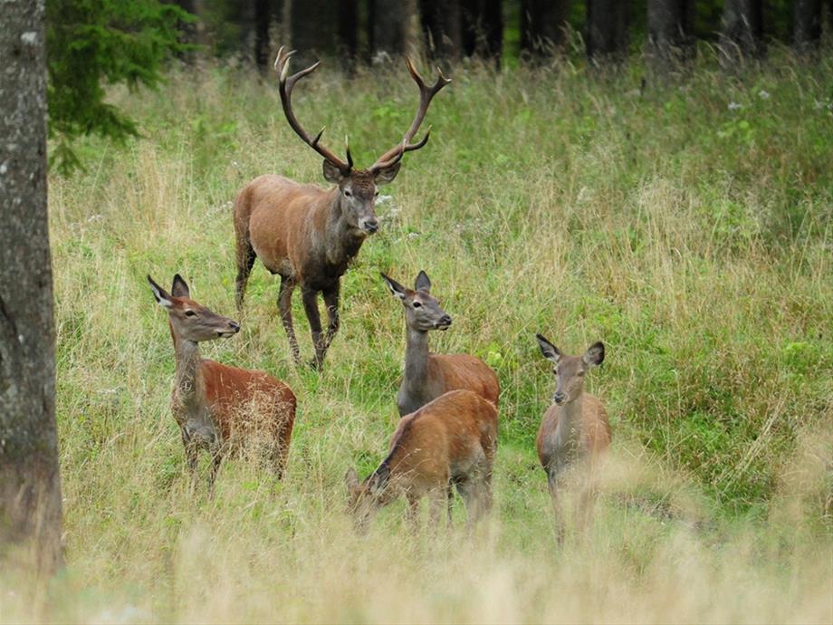 A deer with four hinds are standing in front of a forest on a meadow