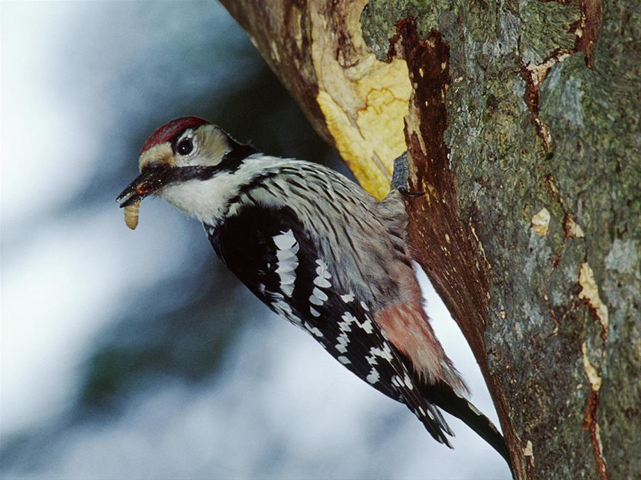 A woodpecker with red coloring on the head, a white neck, black wings with white spots and a gray stomach is sitting on a tree trunk and has a worm in ist spout.