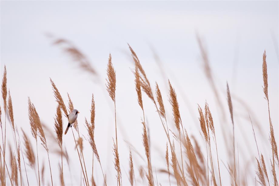 A little, white bird is sitting on a blade of reed surrounded by many other reed plants