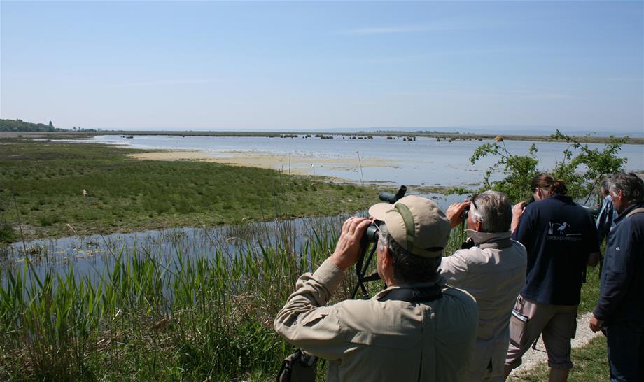 4 visitors are monitoring birds in the flatland of the Neusiedler See