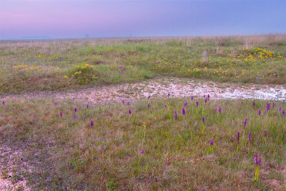 A meadow with a little salt pond and some purple and yellow flowers
