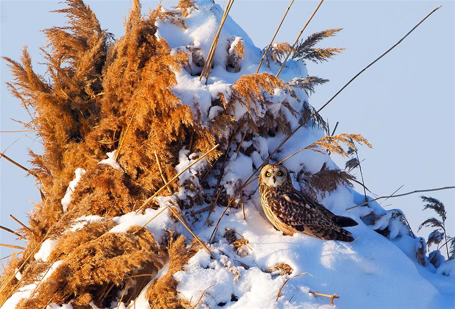 A Short-eared owl is sitting on a snowcapped head of reed