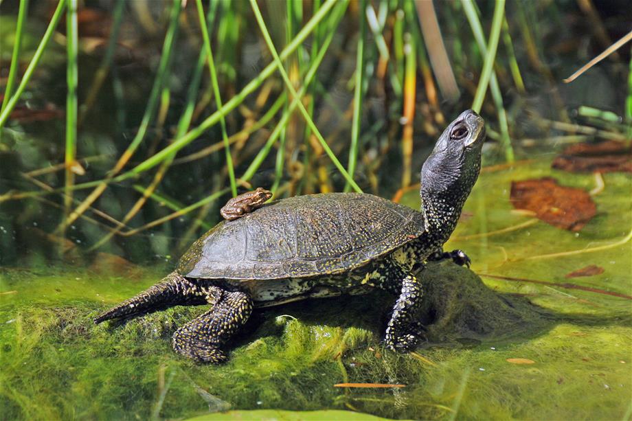 European Pond Turtle<br>© Kern