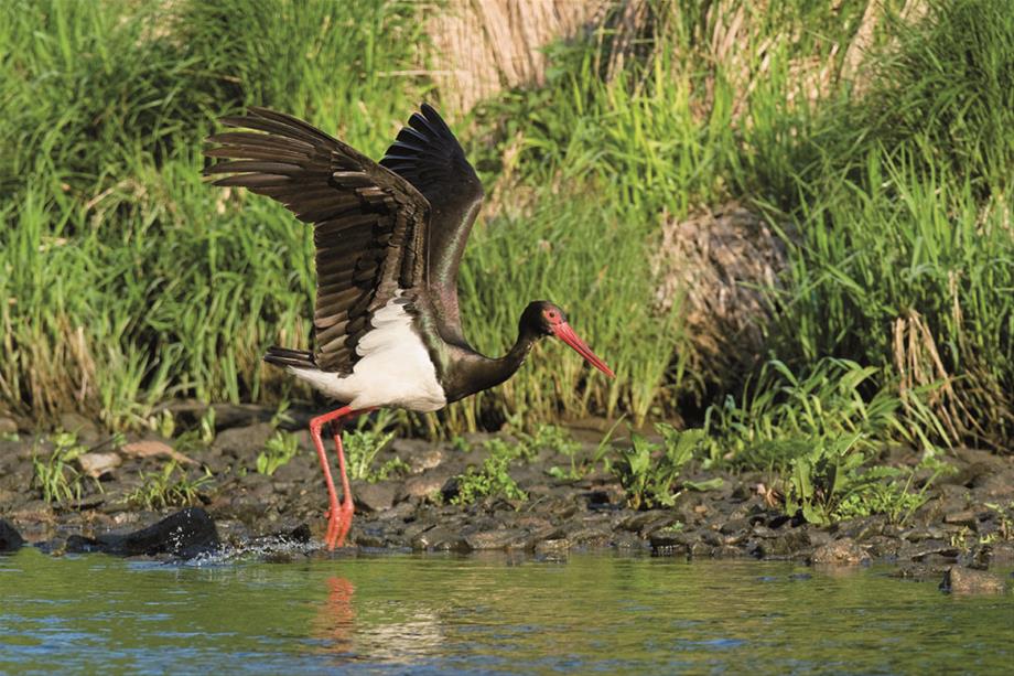 A black stork which has a black body and only a white stomach is standing in the water while it is starting to fly