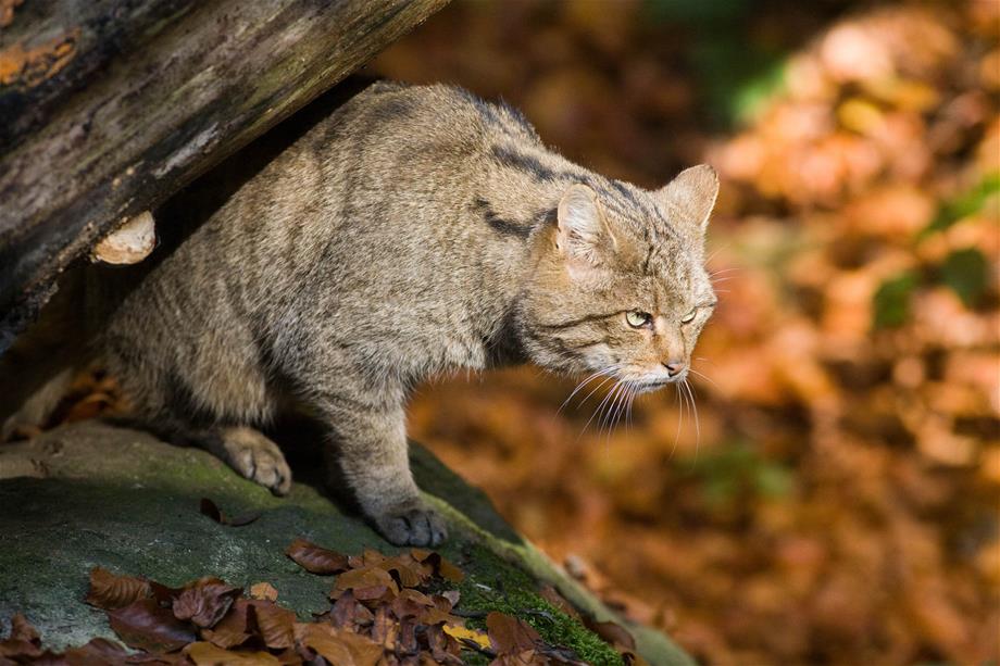 A wildcat is sitting on a rock and one half of the cat is covered by a deadwood