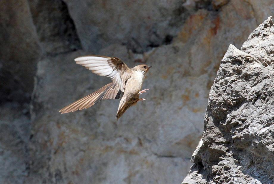 Felsenschwalbe im Flug