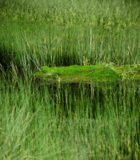 Teich und Gras