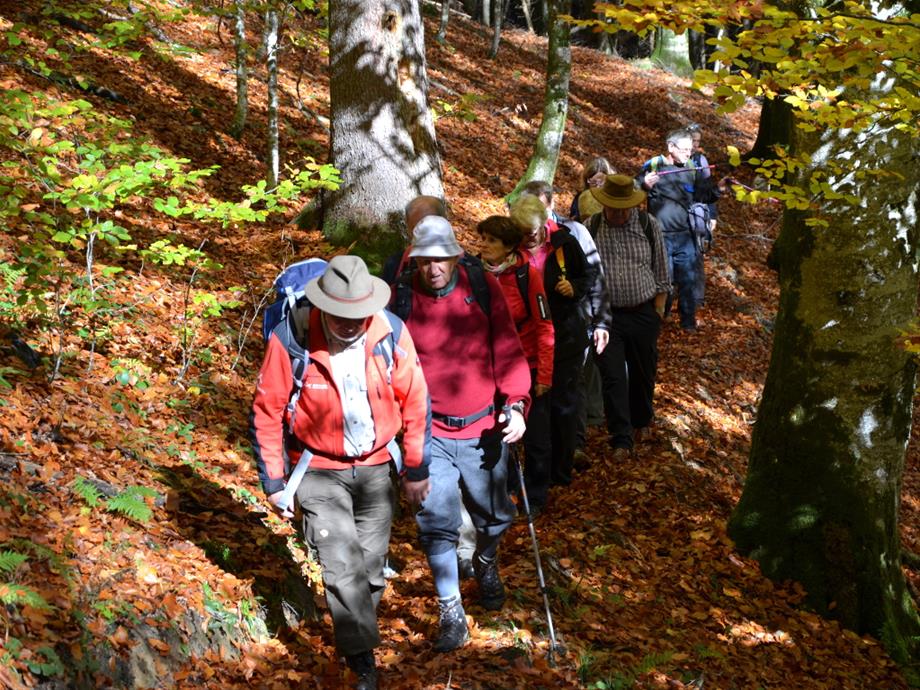 9 Personen wandern unter Führung eines Nationalparkrangers durch den Buchenwald