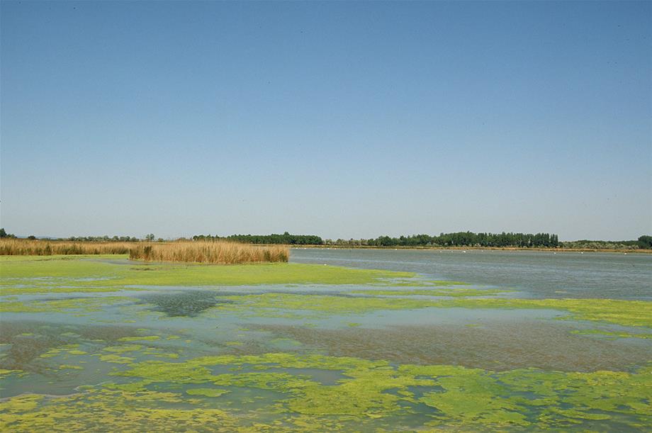 A lake with reed and other aquatic plants in the water
